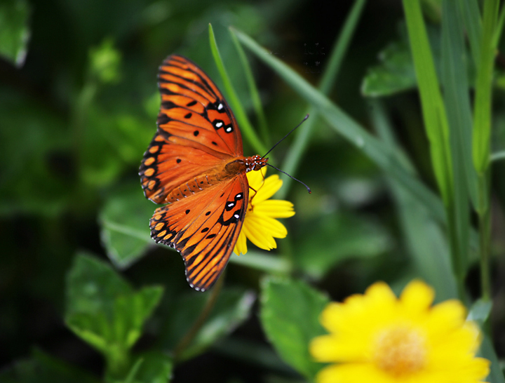 butterfly_on_flower