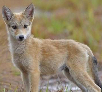 coyote pup