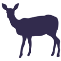 Deer Icon