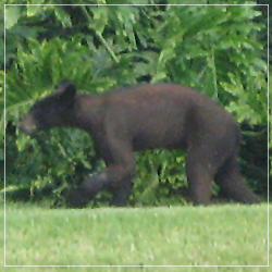 Bear sighted in Weston