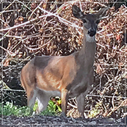 Deer sighted in Weston