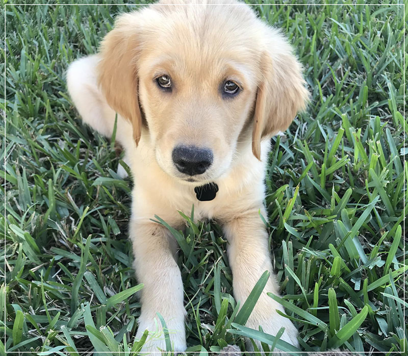 puppy on grass