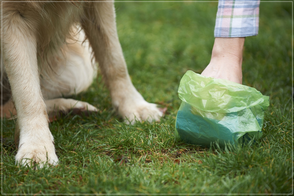 legs of a dog and hands of someone picking up pet waste