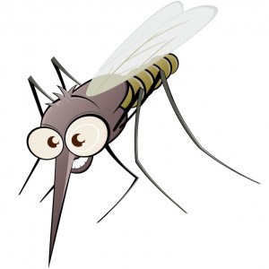 Mosquito