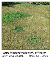 Lethal Viral Necrosis on area of grass