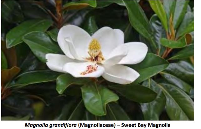 Sweet Bay Magnolia