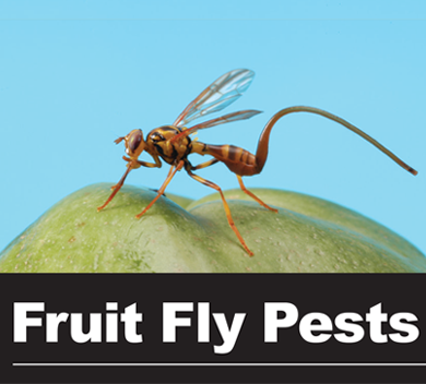 illustrated image of fruit fly on an apple with Fruit Fly Pests written underneath