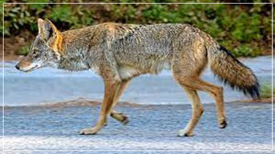 Coyote (Adult)