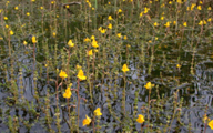 Bladderwort (Img)