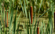 Cattail (Img)