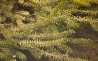 Hydrilla (Img)