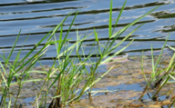 Torpedo Grass (Img)