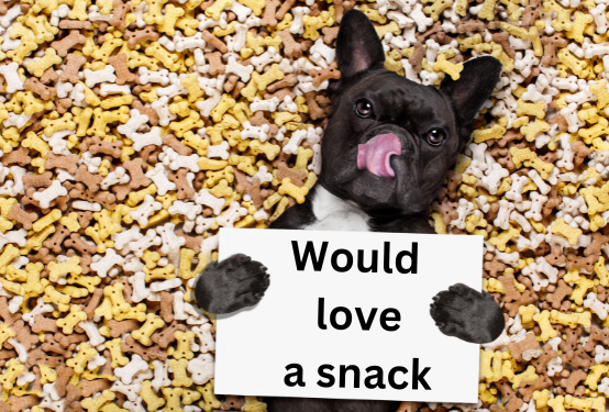 black dog laying on treats holding sign saying Would love a snack